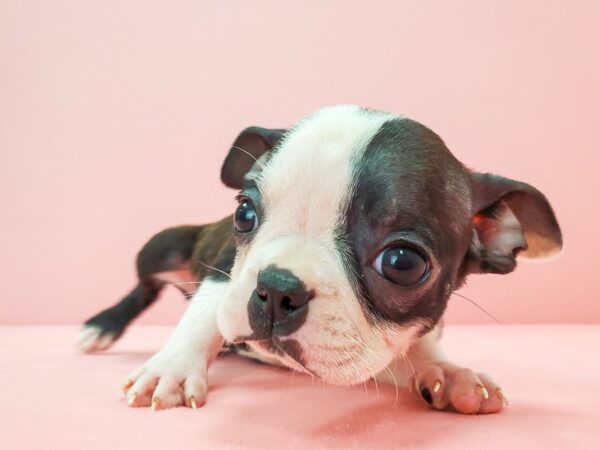 Boston Terrier DOG Female Black Brindle and White 21736 Petland Las Vegas, Nevada