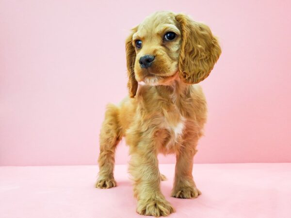 Cocker Spaniel DOG Male Buff 21737 Petland Las Vegas, Nevada