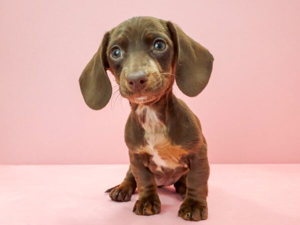 Dachshund DOG Female Chocolate 21729 Petland Las Vegas, Nevada