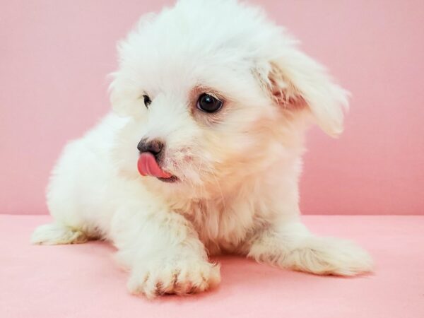 Maltese DOG Female White 21731 Petland Las Vegas, Nevada