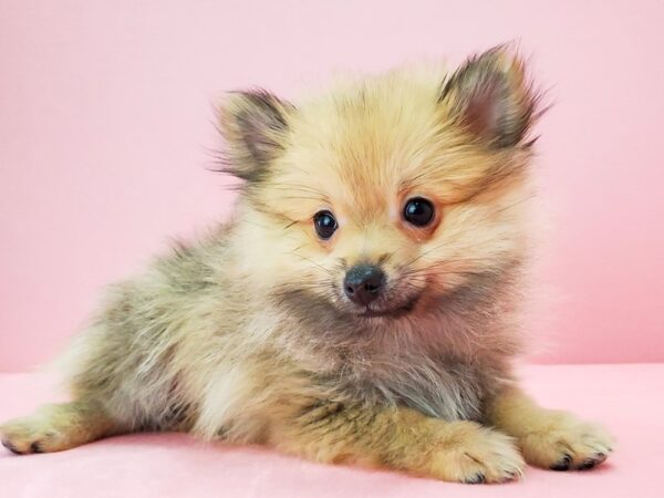 Pomeranian DOG Female Cream Sable 21727 Petland Las Vegas, Nevada