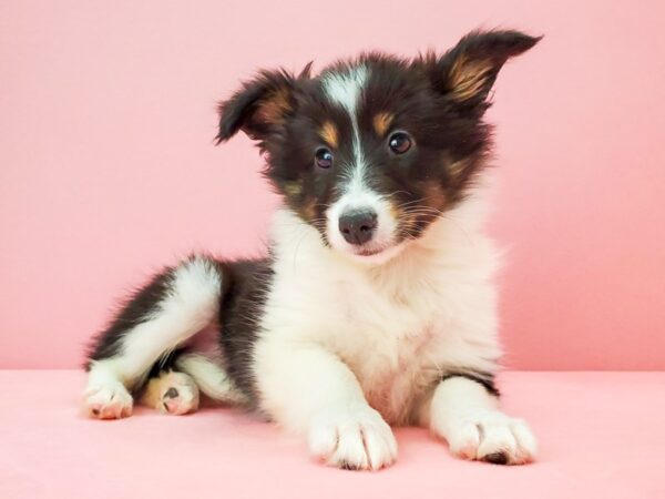 Shetland Sheepdog DOG Female Black White and Tan 21728 Petland Las Vegas, Nevada