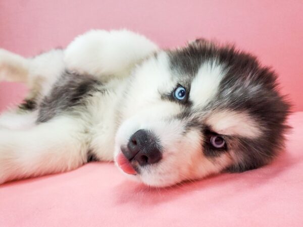 Siberian Husky DOG Female Black and White 21725 Petland Las Vegas, Nevada