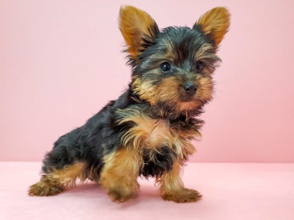 Yorkshire Terrier DOG Male Black and Tan 21726 Petland Las Vegas, Nevada