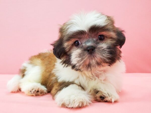 Shih Tzu DOG Female White / Gold 21745 Petland Las Vegas, Nevada