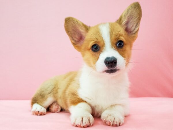 Pembroke Welsh Corgi DOG Female Red / White 21743 Petland Las Vegas, Nevada