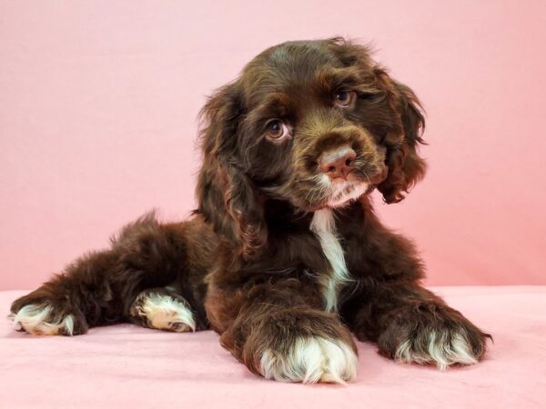 Cocker Spaniel DOG Male Chocolate 21742 Petland Las Vegas, Nevada