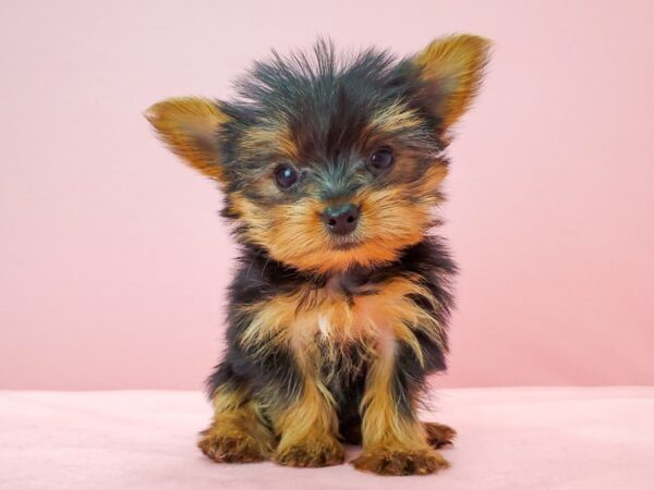 Yorkshire Terrier DOG Female Black / Tan 21746 Petland Las Vegas, Nevada