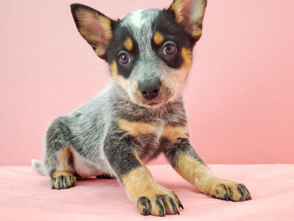 Australian Cattle Dog DOG Female Blue 21738 Petland Las Vegas, Nevada