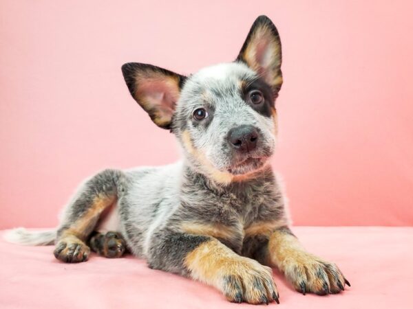 Australian Cattle Dog DOG Male Blue 21739 Petland Las Vegas, Nevada