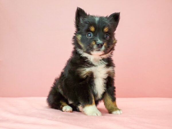 Australian Shepherd/Toy Australian Shepherd DOG Female Black 21740 Petland Las Vegas, Nevada