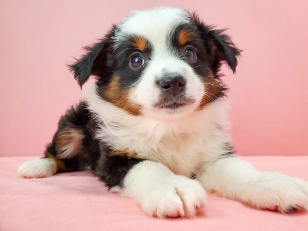 Australian Shepherd/Toy Australian Shepherd DOG Male Black 21741 Petland Las Vegas, Nevada