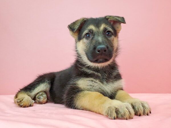 German Shepherd Dog DOG Female Black / Tan 21747 Petland Las Vegas, Nevada