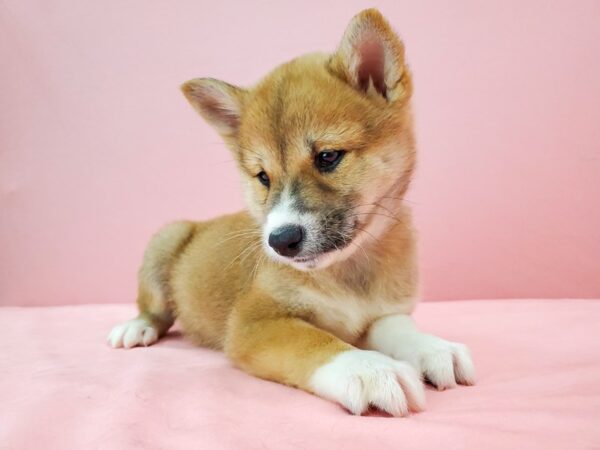 Shiba Inu DOG Male Red Sesame 21744 Petland Las Vegas, Nevada