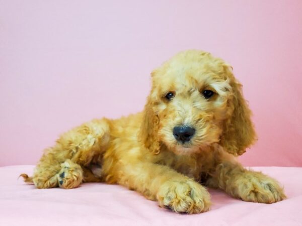 F1B Goldendoodle DOG Male Golden 21750 Petland Las Vegas, Nevada