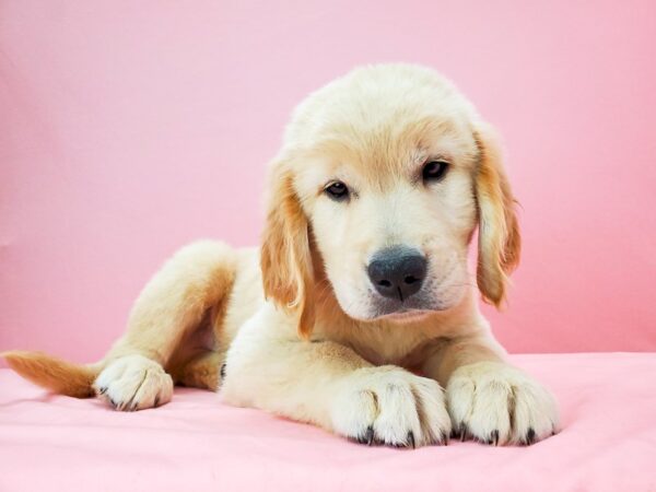 Golden Retriever DOG Male GOLDEN 21752 Petland Las Vegas, Nevada