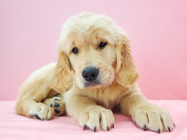 Golden Retriever DOG Male GOLDEN 21751 Petland Las Vegas, Nevada