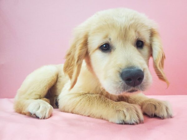 Golden Retriever DOG Female GOLDEN 21753 Petland Las Vegas, Nevada