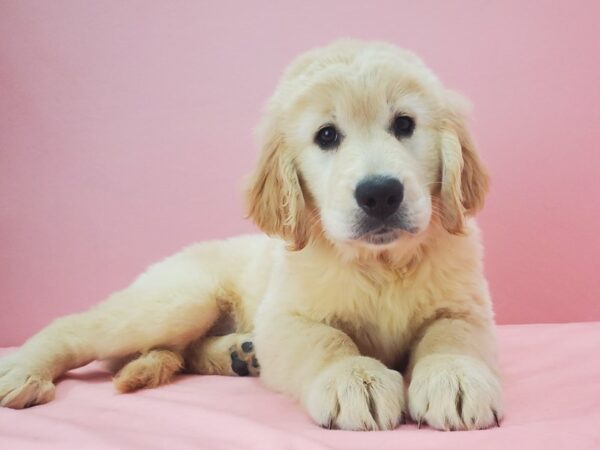 Golden Retriever DOG Female GOLDEN 21754 Petland Las Vegas, Nevada