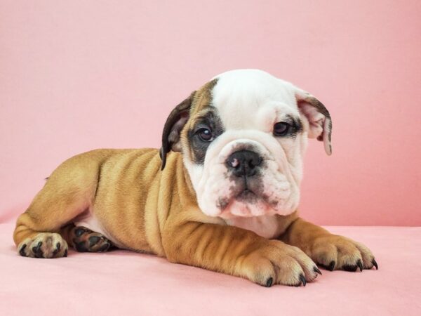 English Bulldog DOG Male Red and White 21757 Petland Las Vegas, Nevada