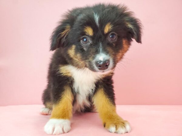 Miniature American Shepherd DOG Male Black 21764 Petland Las Vegas, Nevada