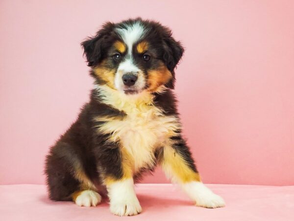 Miniature Australian Shepherd DOG Male Black White and Brown 21763 Petland Las Vegas, Nevada