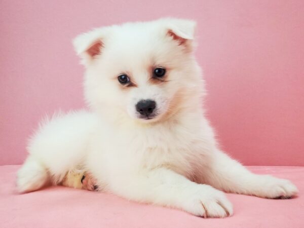 American Eskimo DOG Male White 21755 Petland Las Vegas, Nevada