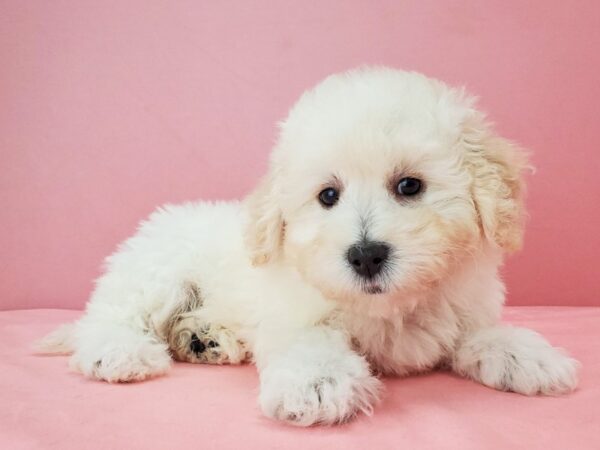 Bichon Frise DOG Female White and Apricot 21756 Petland Las Vegas, Nevada