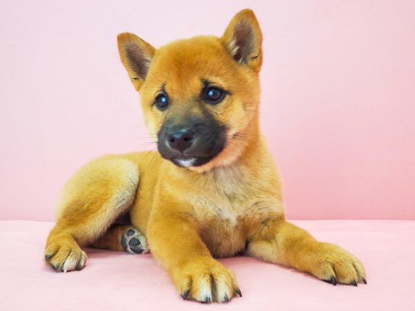 Shiba Inu DOG Female Red 21760 Petland Las Vegas, Nevada