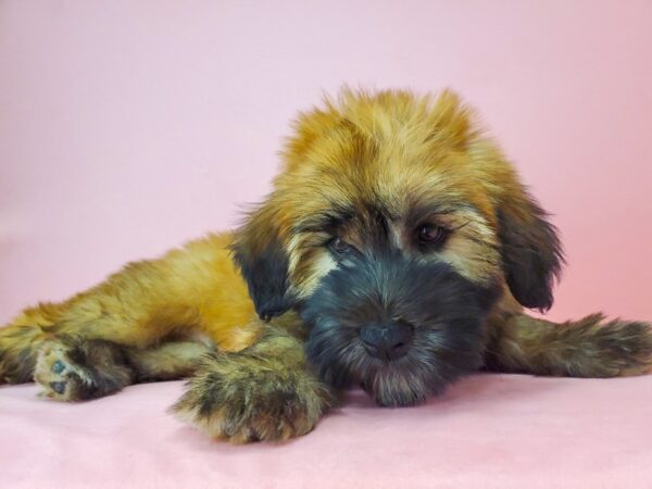 Soft Coated Wheaten Terrier DOG Male Wheaten 21762 Petland Las Vegas, Nevada