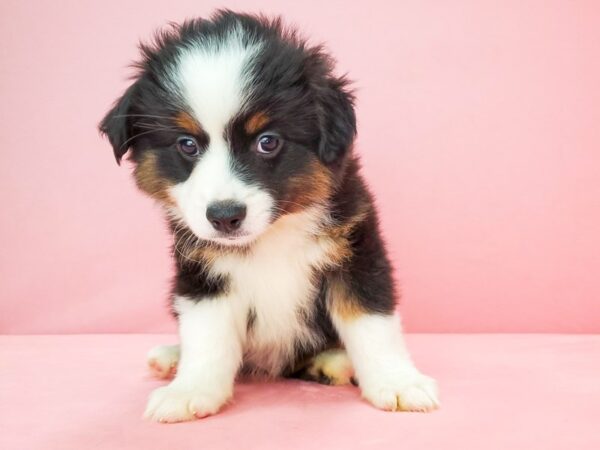 Australian Shepherd/Miniature Australian Shepherd DOG Male Black 21784 Petland Las Vegas, Nevada