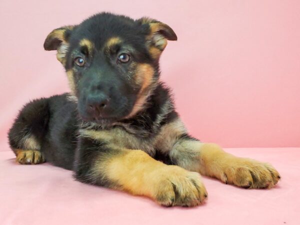 German Shepherd Dog DOG Female Black / Tan 21778 Petland Las Vegas, Nevada