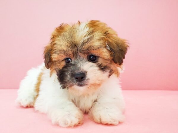 Bichon Frise/Shih Tzu DOG Female White / Gold 21776 Petland Las Vegas, Nevada