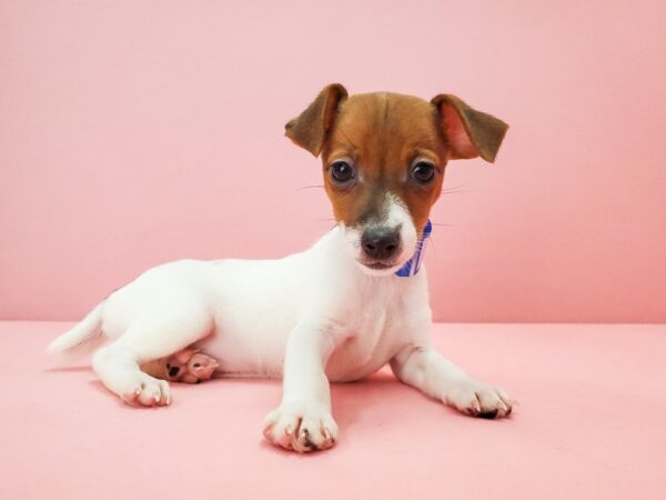 Jack Russell Terrier DOG Female White / Red 21775 Petland Las Vegas, Nevada