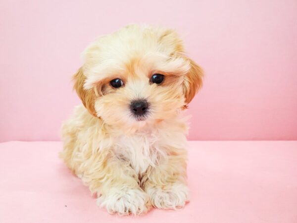 Poodle/Shih Tzu DOG Male Apricot 21781 Petland Las Vegas, Nevada