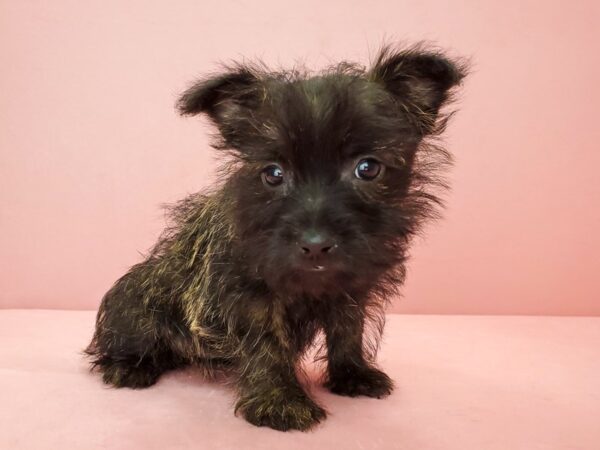 Cairn Terrier DOG Female Wheaten 21785 Petland Las Vegas, Nevada