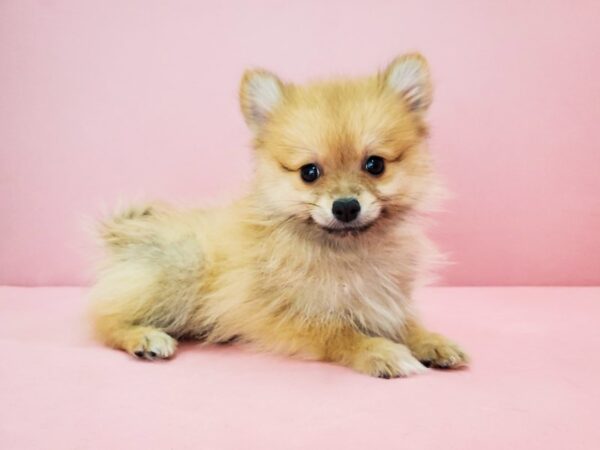 Pomeranian DOG Male Orange 21767 Petland Las Vegas, Nevada