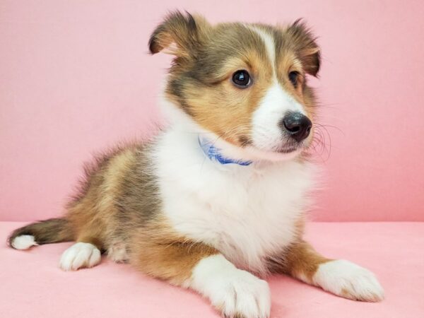 Shetland Sheepdog DOG Female Sable 21768 Petland Las Vegas, Nevada