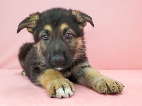 German Shepherd Dog DOG Male Black / Tan 21779 Petland Las Vegas, Nevada