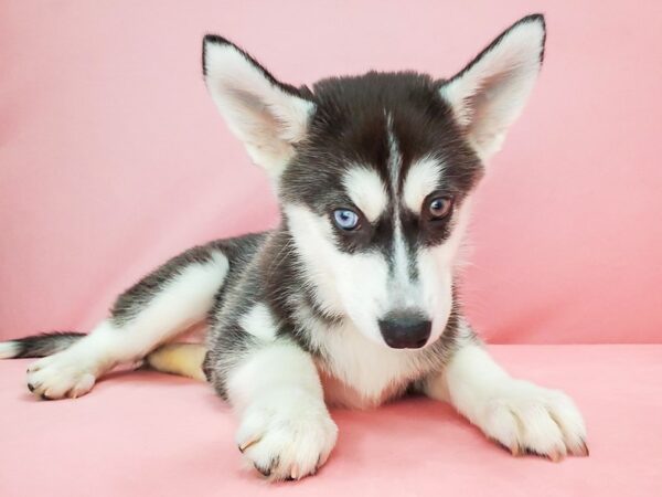 Siberian Husky DOG Female Black / White 21773 Petland Las Vegas, Nevada