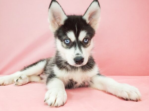 Siberian Husky DOG Male Black / White 21774 Petland Las Vegas, Nevada