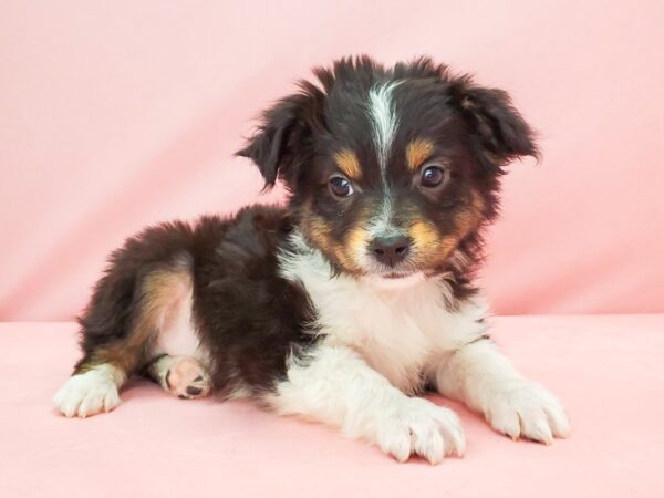 Miniature Australian Shepherd DOG Male Black 21783 Petland Las Vegas, Nevada