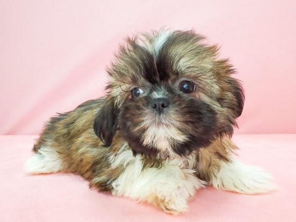 Shih Tzu DOG Female Gold 21772 Petland Las Vegas, Nevada