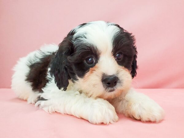 Bichon Frise/Shih Tzu DOG Male White / Red Sable 21777 Petland Las Vegas, Nevada