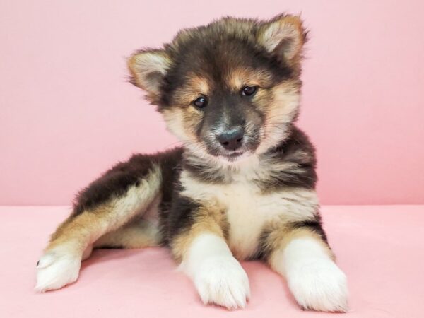 Shiba Inu DOG Female Black / Tan 21769 Petland Las Vegas, Nevada