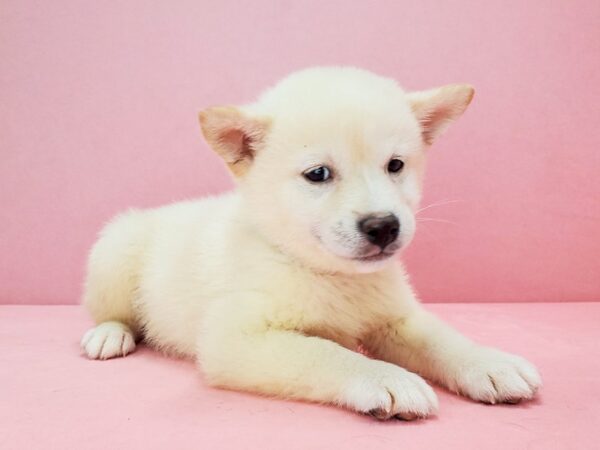 Shiba Inu DOG Male Cream 21770 Petland Las Vegas, Nevada