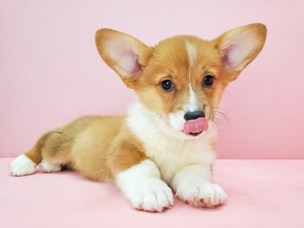 Pembroke Welsh Corgi DOG Male Red 21766 Petland Las Vegas, Nevada