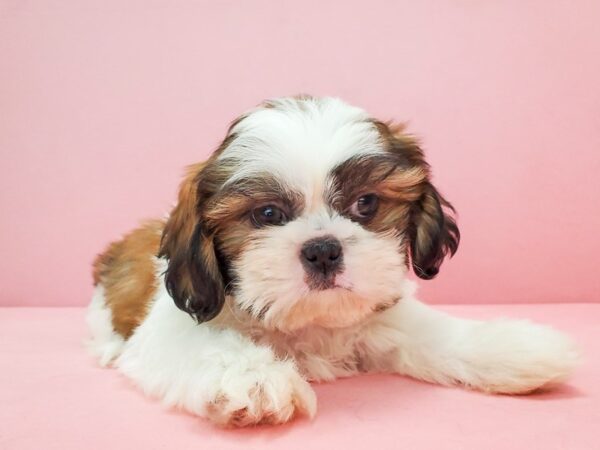 Shih Tzu DOG Male Red Gold 21771 Petland Las Vegas, Nevada