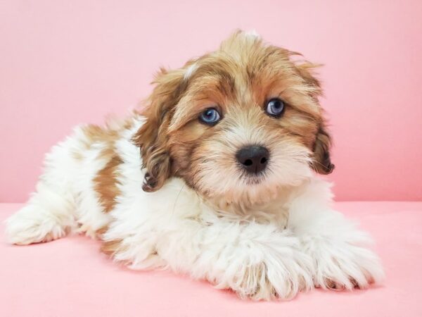 Poodle/Shih Tzu DOG Male White / Red Merle 21782 Petland Las Vegas, Nevada