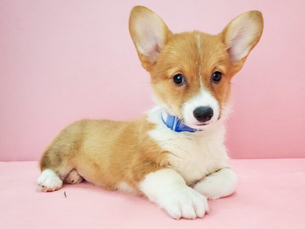 Pembroke Welsh Corgi DOG Female Red 21765 Petland Las Vegas, Nevada